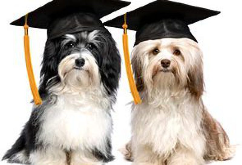 paws of love therapy dogs