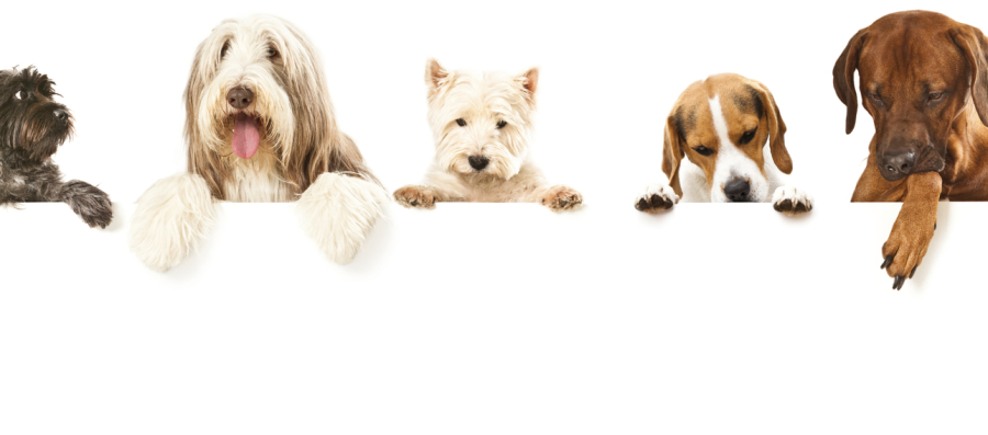 paws of love therapy dogs