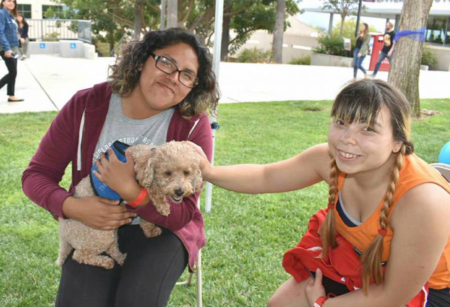 paws of love therapy dogs