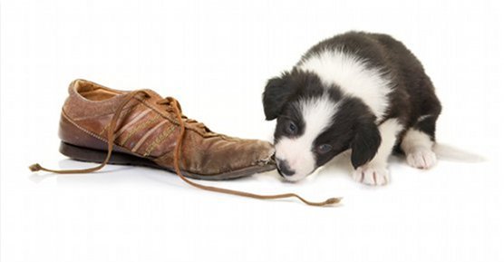 paws of love therapy dogs
